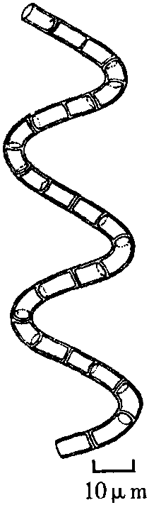 5b.颗粒直链藻 (极狭变种螺旋变型)